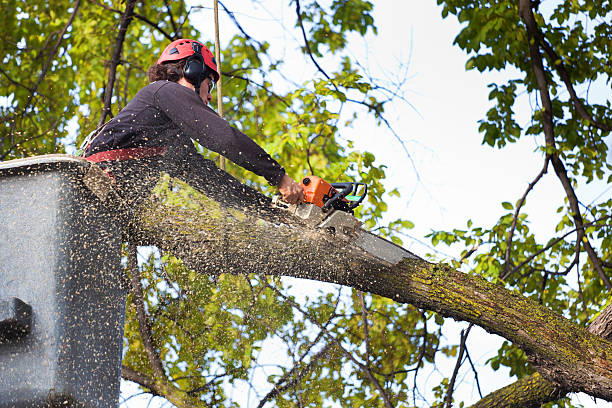 Best Tree Preservation Services  in Florence, CO